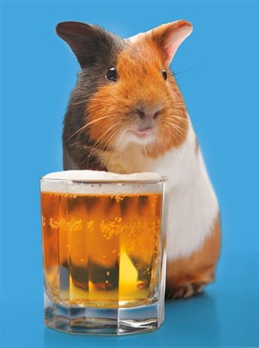 PERSIMMON PRESS BD Guinea pig with beer - School & Office Annex