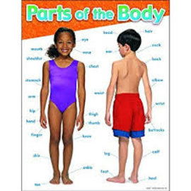 Trend Enterprises Parts of the Body Learning Chart 17IN x 22IN