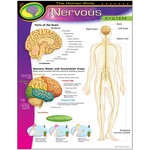 Trend Enterprises HUMAN BODY NERVOUS SYSTEM Learning Chart 17x22 [T38089]
