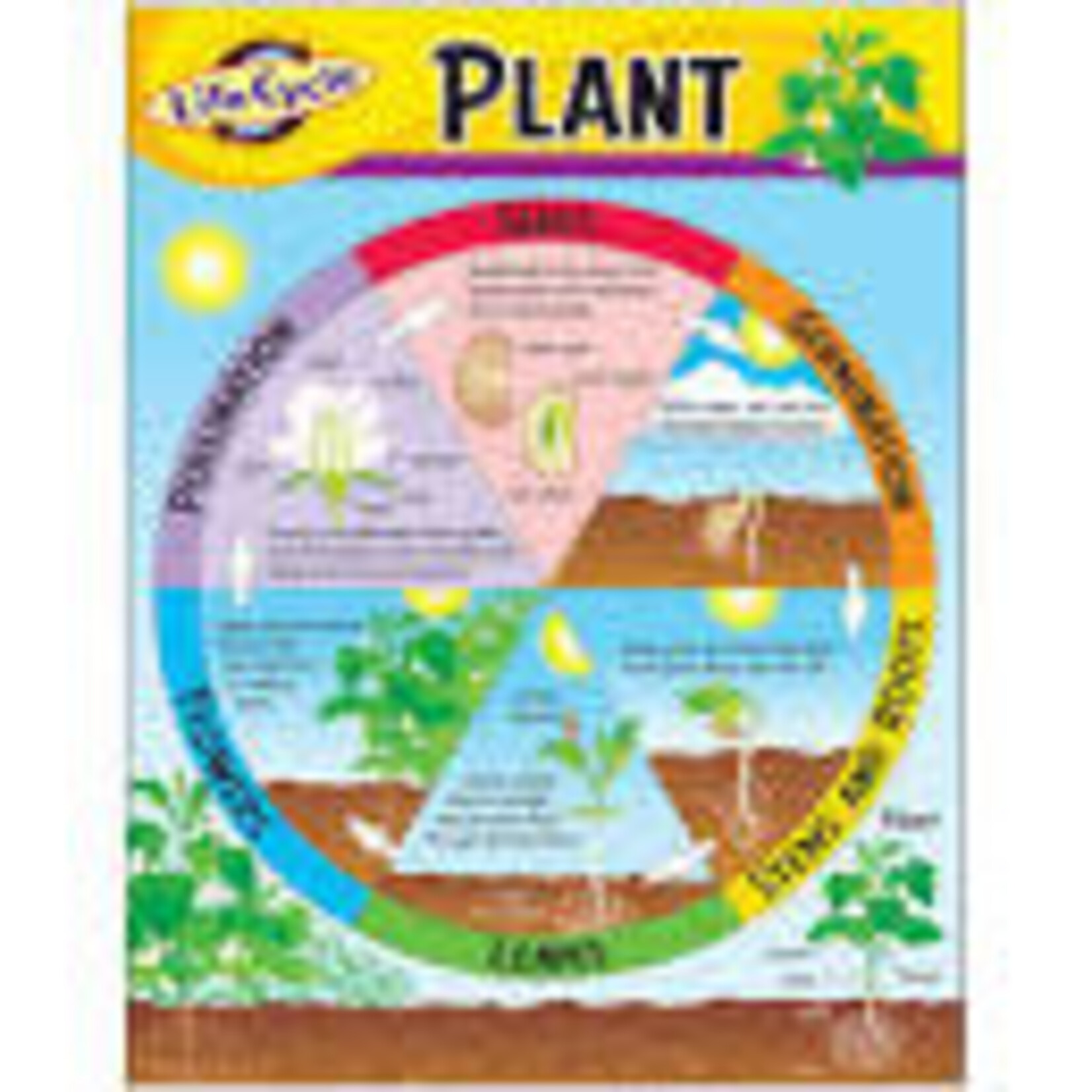 Trend Enterprises Life Cycle of a Plant Learning Chart 17x22 [T38179]