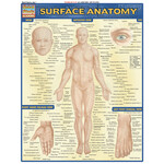 QuickStudy QuickStudy | SURFACE ANATOMY [228146]