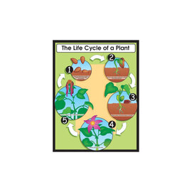 Carson-Dellosa Publishing Group The Life Cycle of a Plant Chart