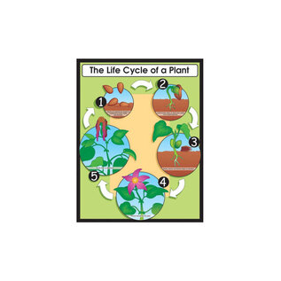 Carson-Dellosa Publishing Group The Life Cycle of a Plant Chart