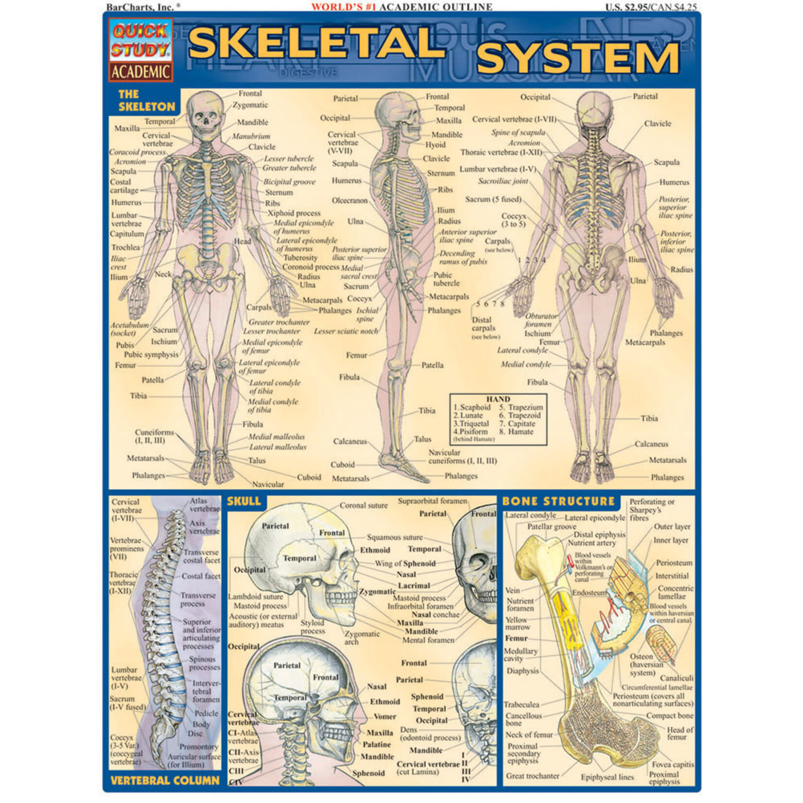 QuickStudy QuickStudy | Skeletal System [224957]