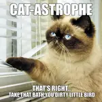WILLOW CREEK PRESS Cat-Astrophe Book [39910]