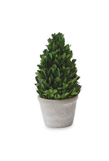 Coned Shaped Boxwood in Pot