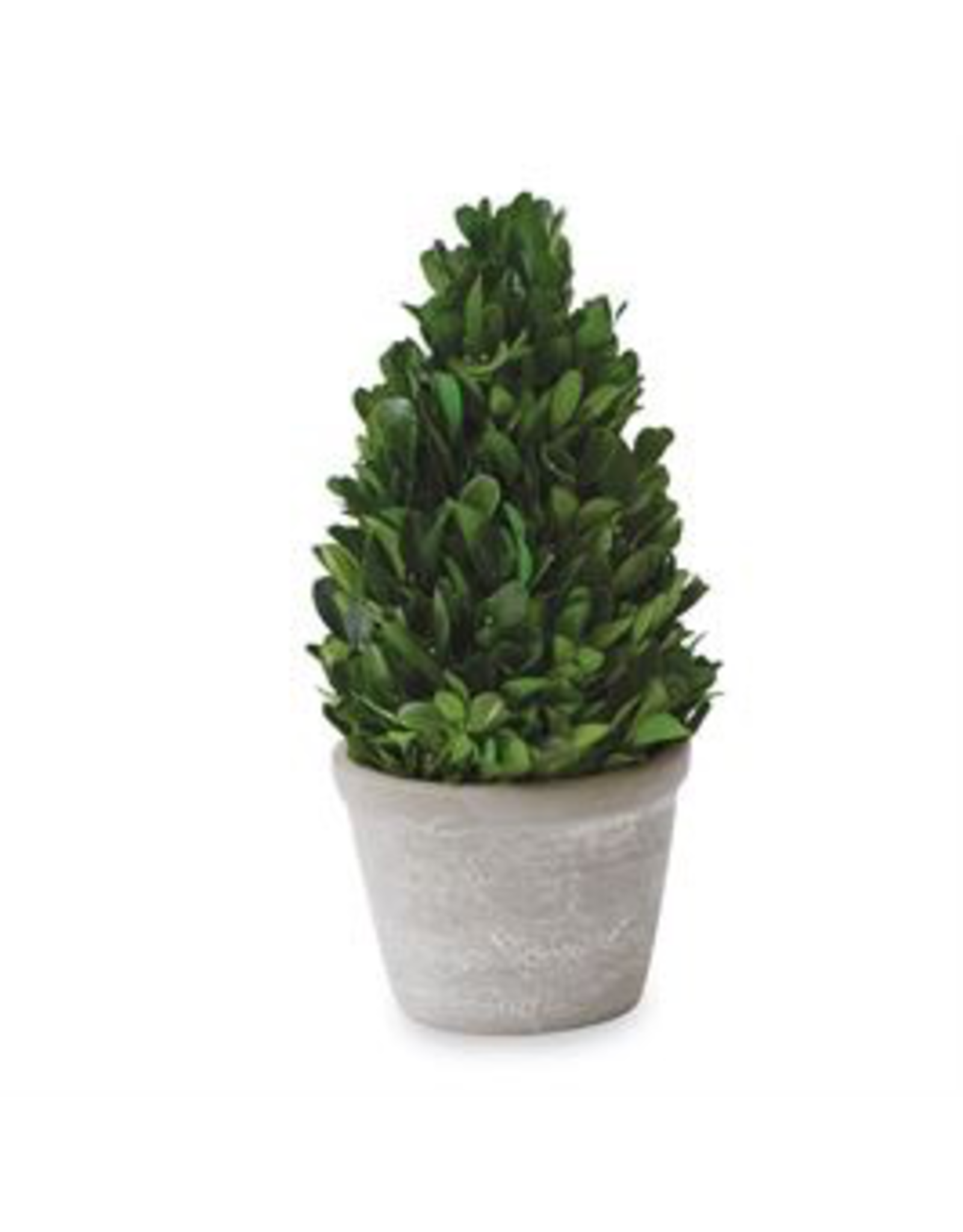 Coned Shaped Boxwood in Pot