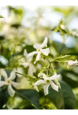 Pura New Home Pura Diffuser Refill