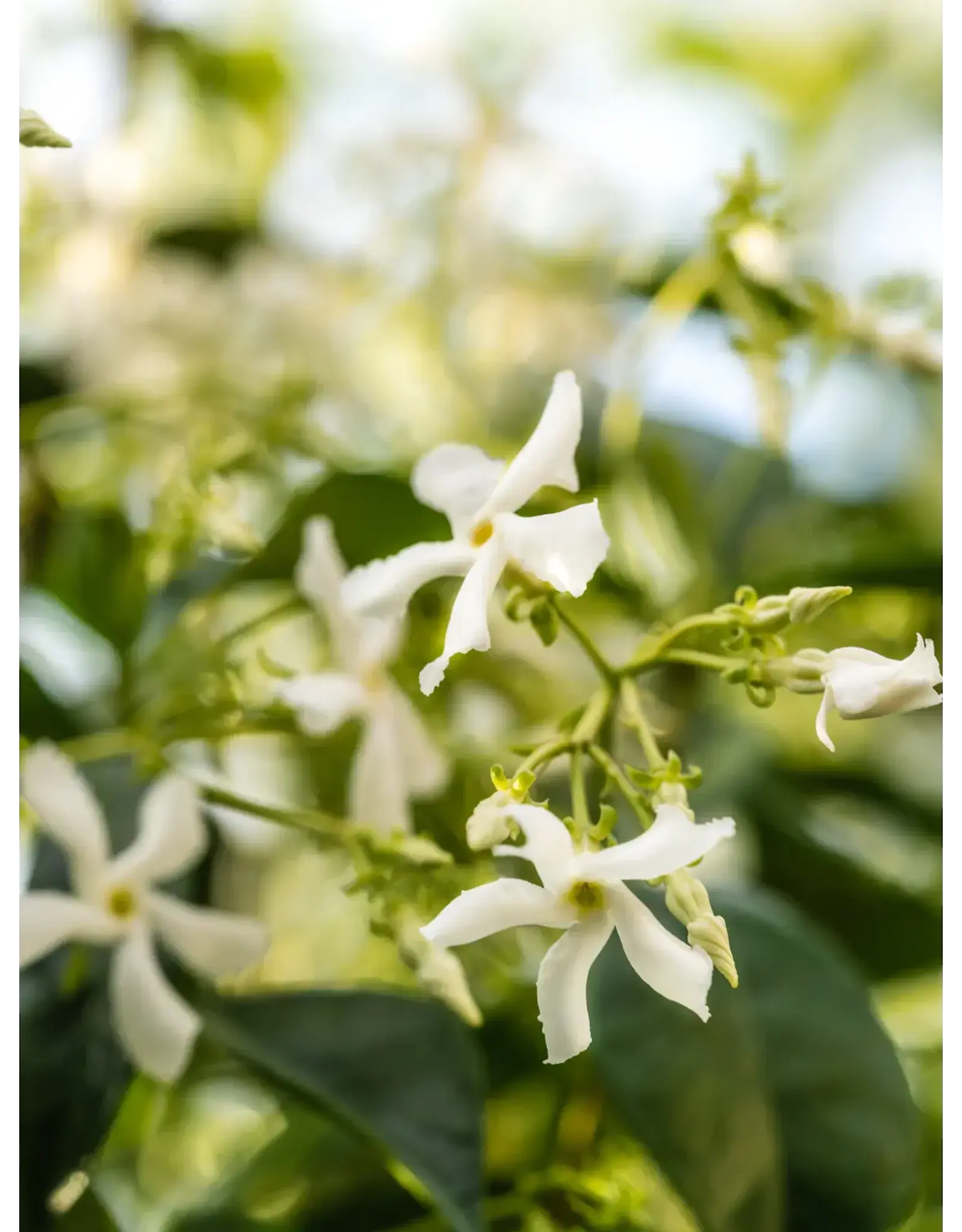 Pura New Home Pura Diffuser Refill