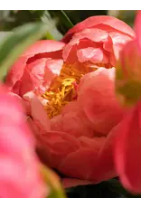 Pura Sun Kissed Pura Diffuser Refill