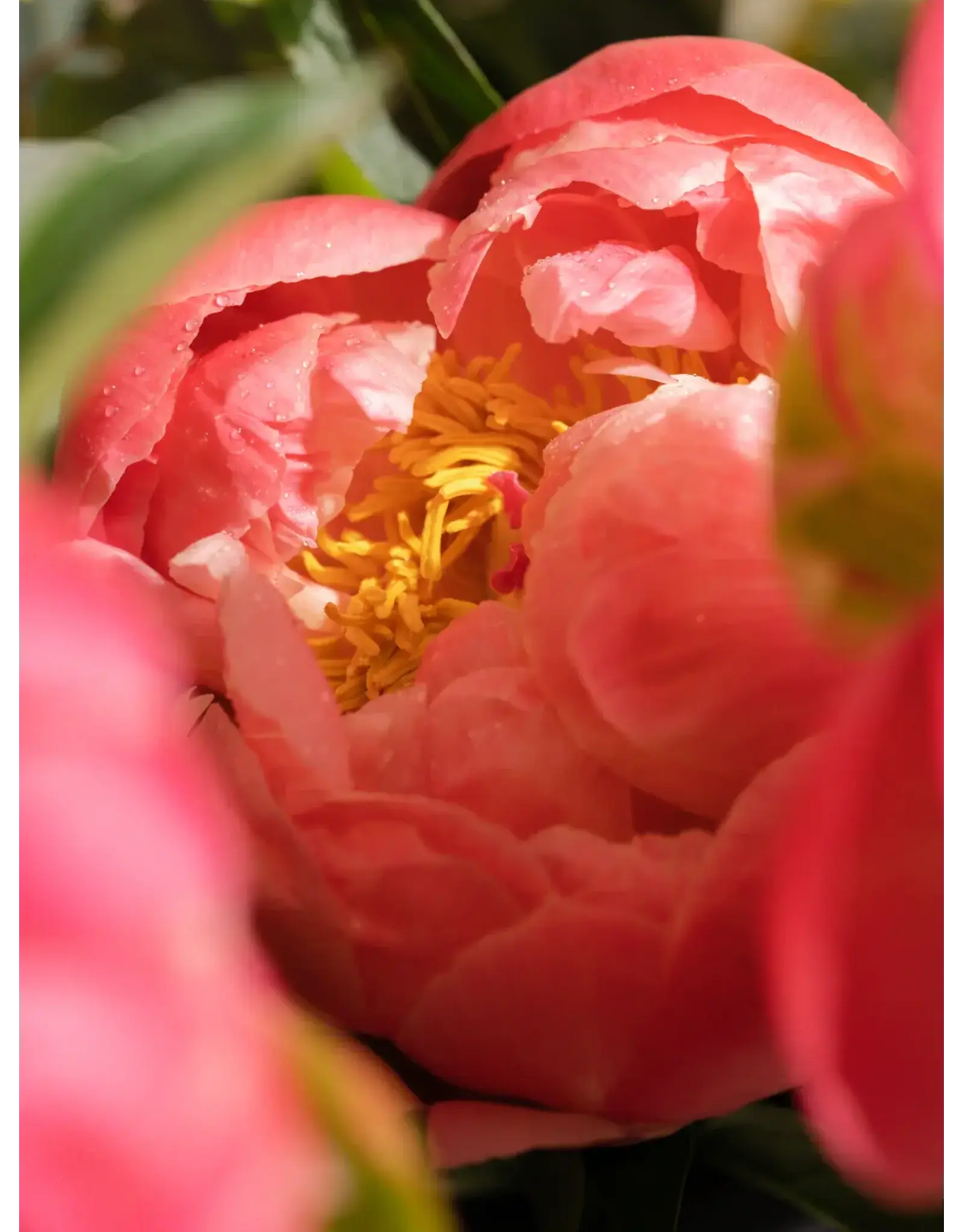 Pura Sun Kissed Pura Diffuser Refill