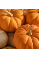 Pura Pumpkin Picking Pura Diffuser Refill