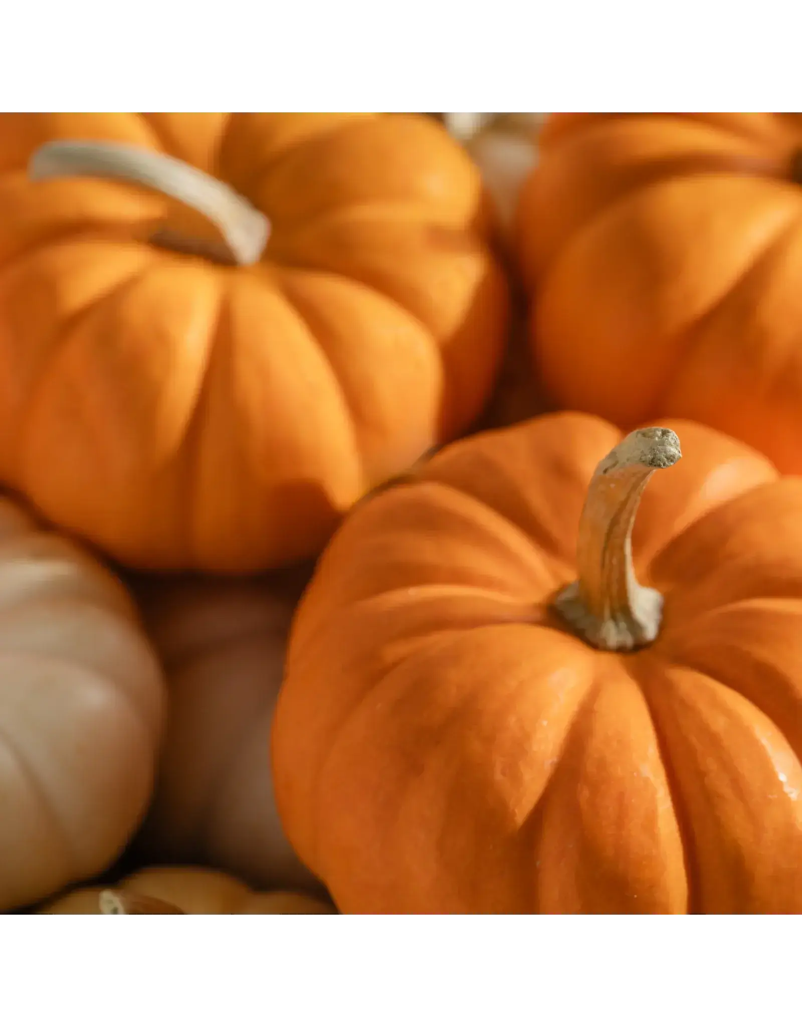 Pura Pumpkin Picking Pura Diffuser Refill