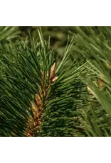 Pura Frasier Fir - Pura Car Refill