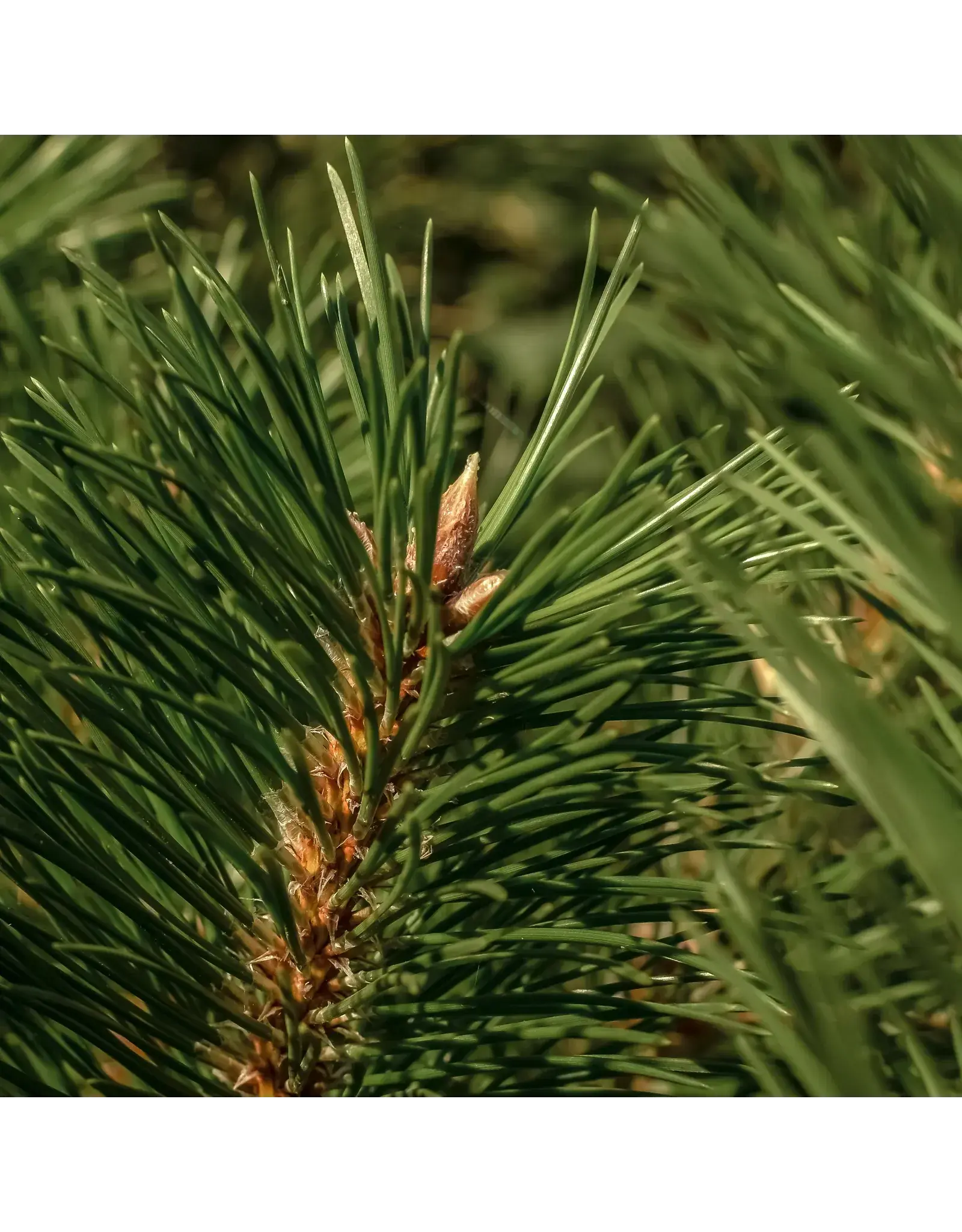Pura Frasier Fir - Pura Car Refill