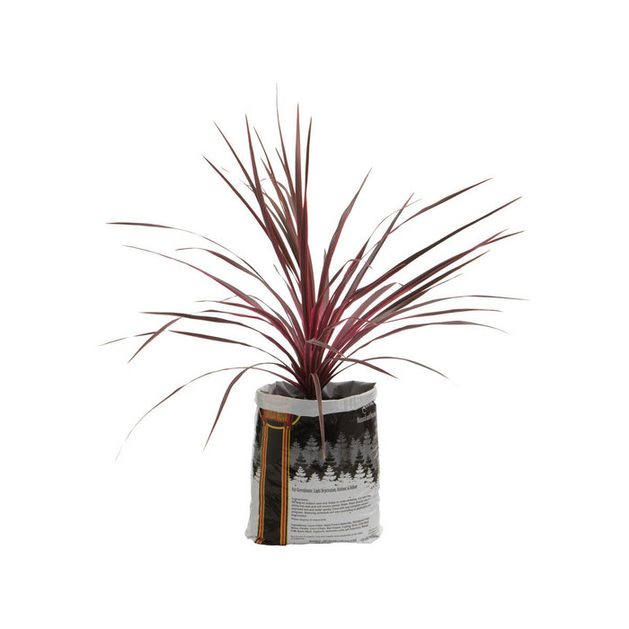 Royal Gold - Kings Mix, .75 cu ft (5 gallon plant in bag)