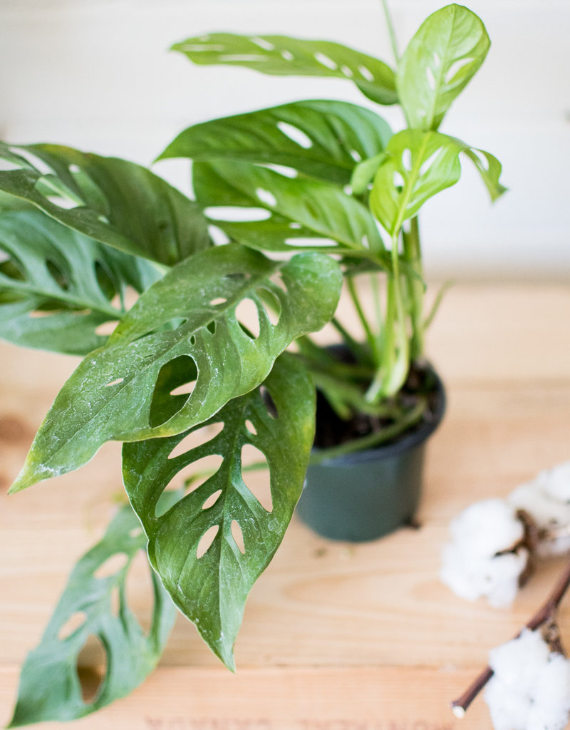 Download Monstera Adansonii Studio Foliage Free HD Get Wallpaper Monstera Adansonii Studio Foliage Desktop Wallpaper Free