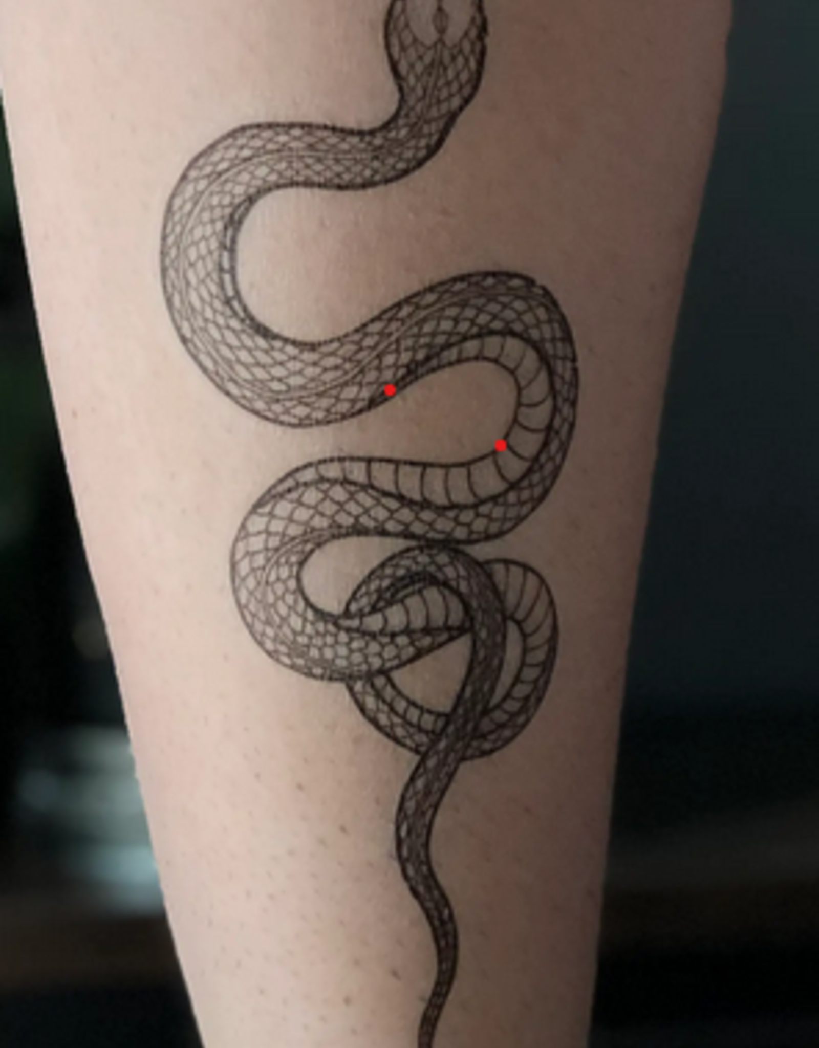 Wink Garden Snake Temporary Tattoo
