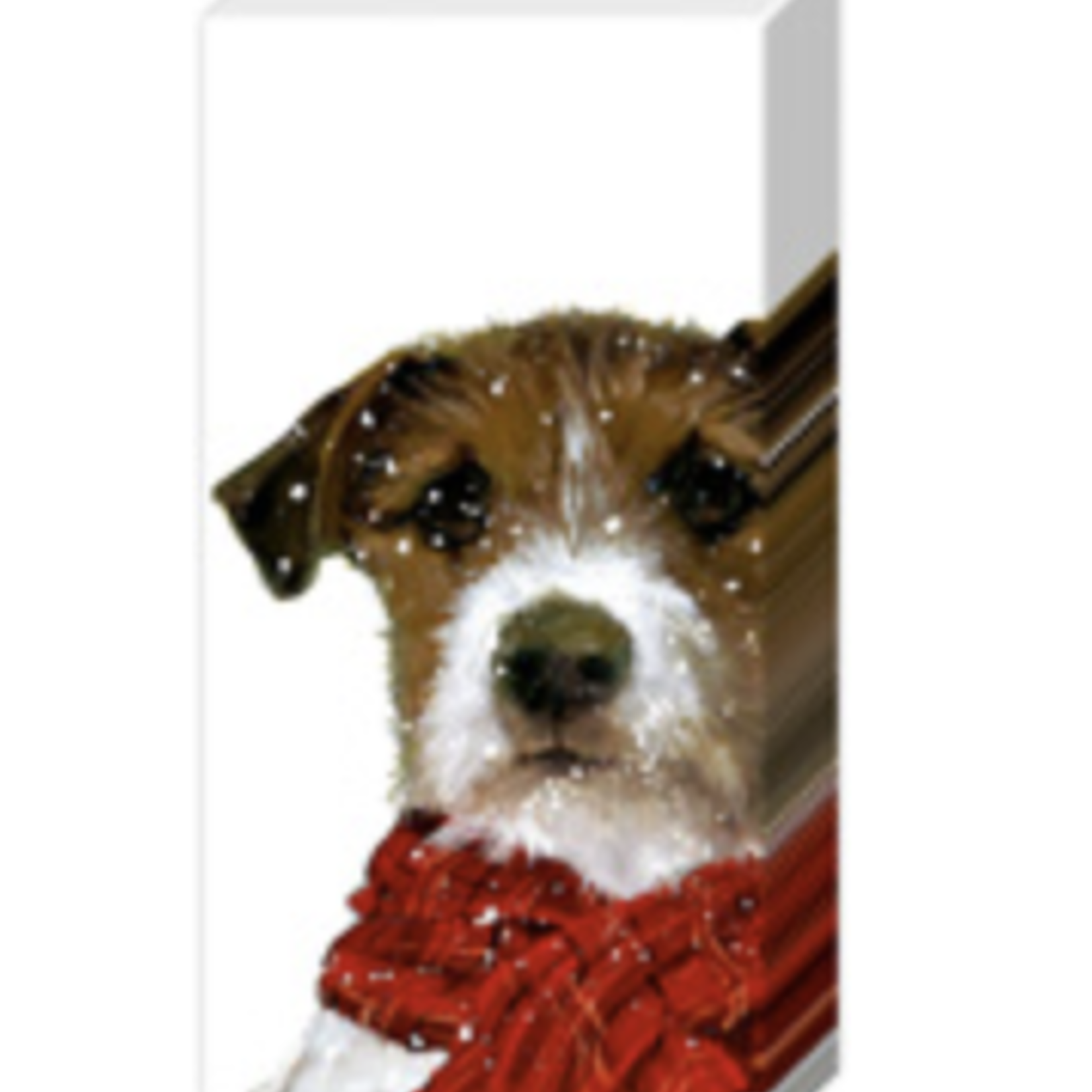 Boston International Pt, Archie | Boston International