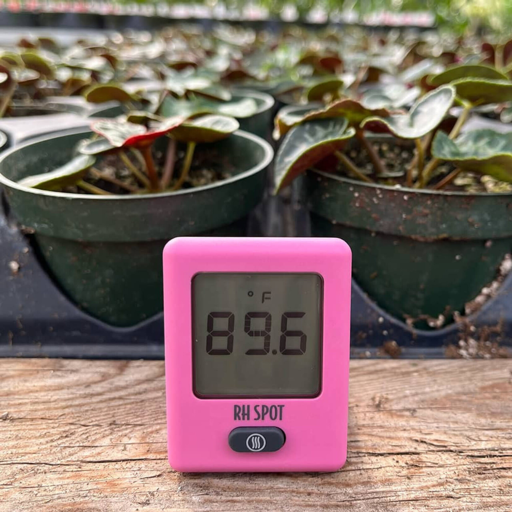 RH SPOT - The Temperature & Humidity Everywhere Thermometer, Pink
