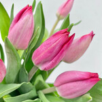 Boston International Long Stem Dark  Tulips - Pink