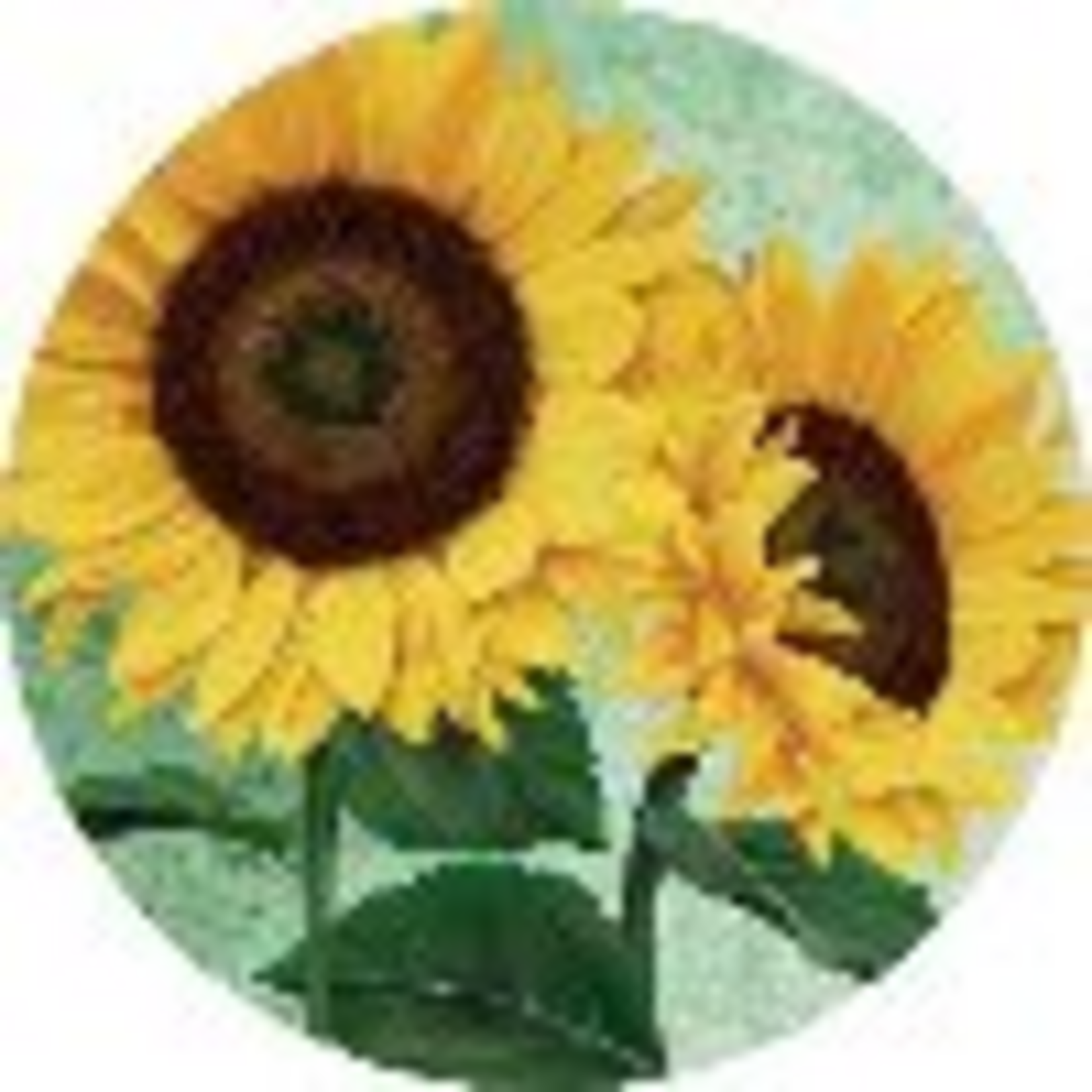 "Nature Sunflower" Round Car Coaster