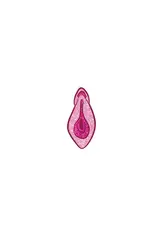 wood rocket Enamel Pin: Vulva - Sparkly Pink