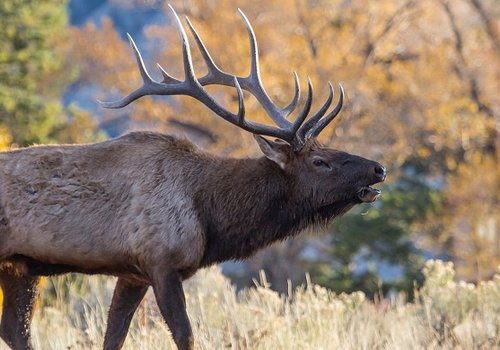 Elk