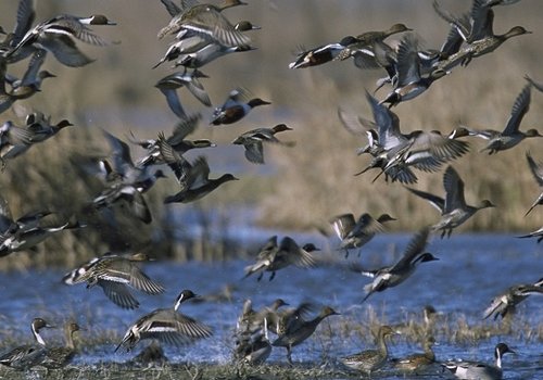 Waterfowl