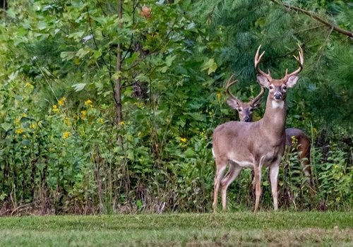 Deer