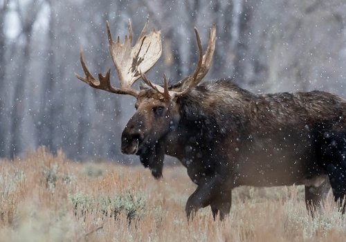 Moose