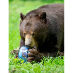 BEAR VAULT Sprint Bear Resistant Food Container 5 L