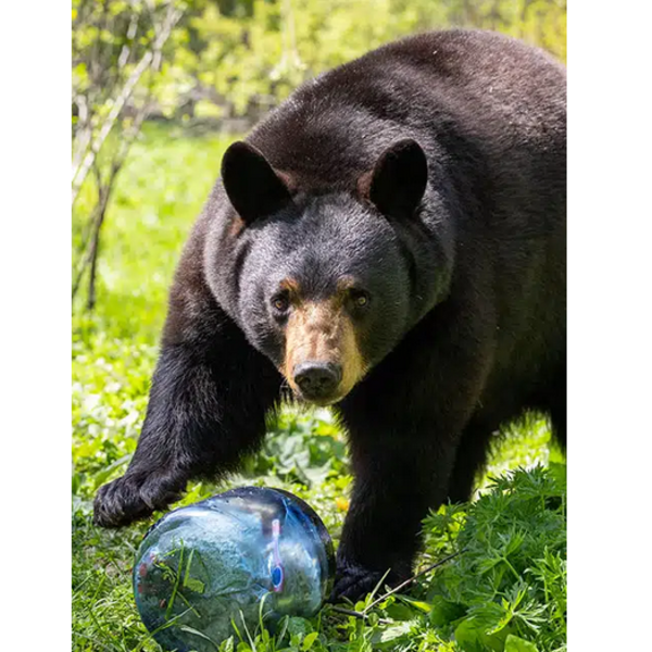 BEAR VAULT BV450 JAUNT BEAR RESISTANT FOOD FOOD CANISTER 7.2 Ltr