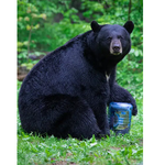 BEAR VAULT Journey Bear Resistant Food Canister 11.5 L