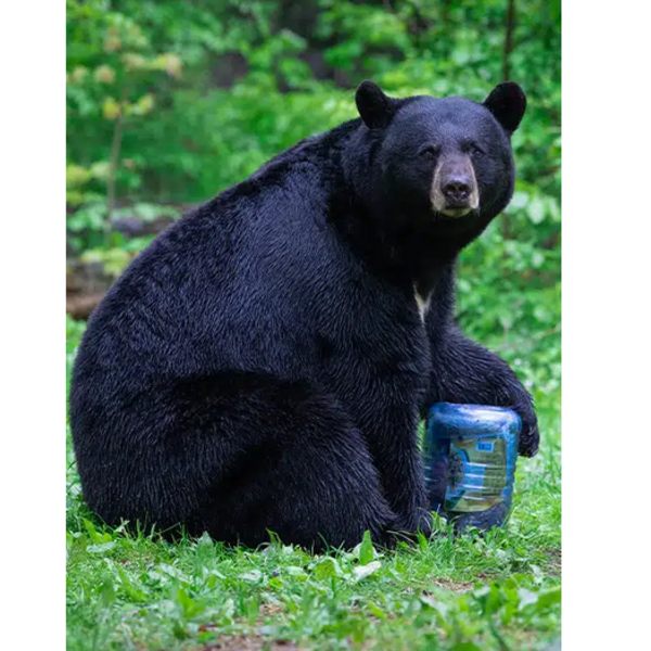 BEAR VAULT Journey Bear Resistant Food Canister 11.5 L