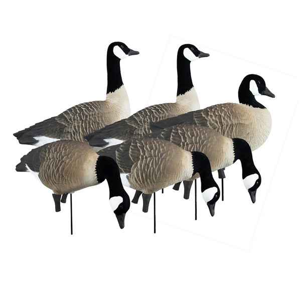 Higdon Outdoors Apex Full-Size Full-Body-Canada Variety Pack Goose Decoy 6pk