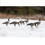 Higdon Outdoors Apex Full-Size Full-Body-Canada Variety Pack Goose Decoy 6pk