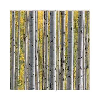 RIVERS EDGE GIFT WRAP 30" x 118" Birch Trees