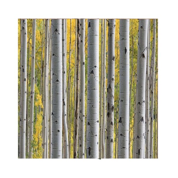 RIVERS EDGE GIFT WRAP 30" x 118" Birch Trees