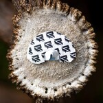 RIVEN Rosie Small Dome Elk Call