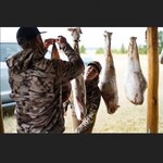 KOOLA BUCK Light Weight Synthetic Elk Bags 5 pack