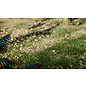 WOODLAND SCENICS WOO G6532 Woodland All Game Terrain Natural Gravel