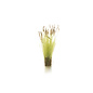 WOODLAND SCENICS WOO G6633 Woodland All Game Terrain Cattails Tufts