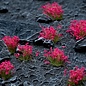 GAMERS GRASS GSG GGF-PI Gamers Grass Pink Flowers - Wild