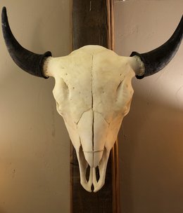 Chuck Lewis Buffalo Skull