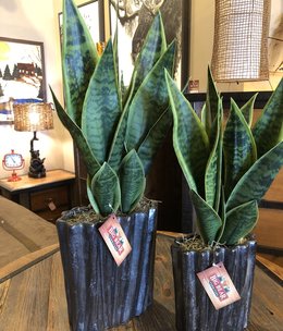 D&W Silks Green Mother in Law's Tongue in BL Planter-LARGE