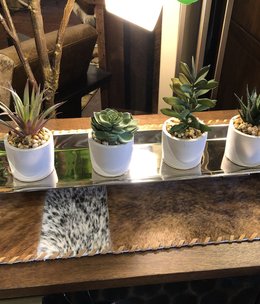 D&W Silks Succulents in Mini Cement Bowl 3D x 5.5H