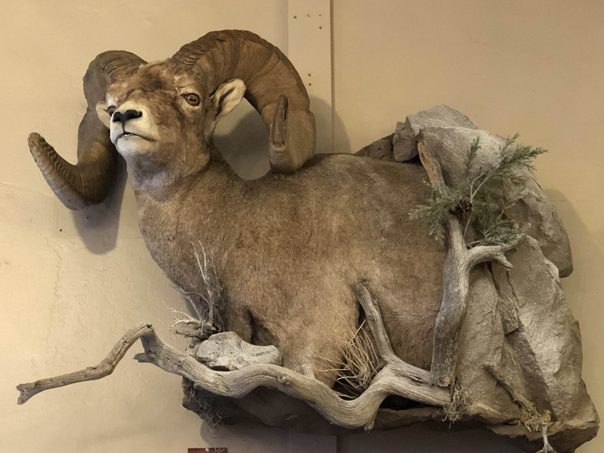 Barbary Sheep Mount