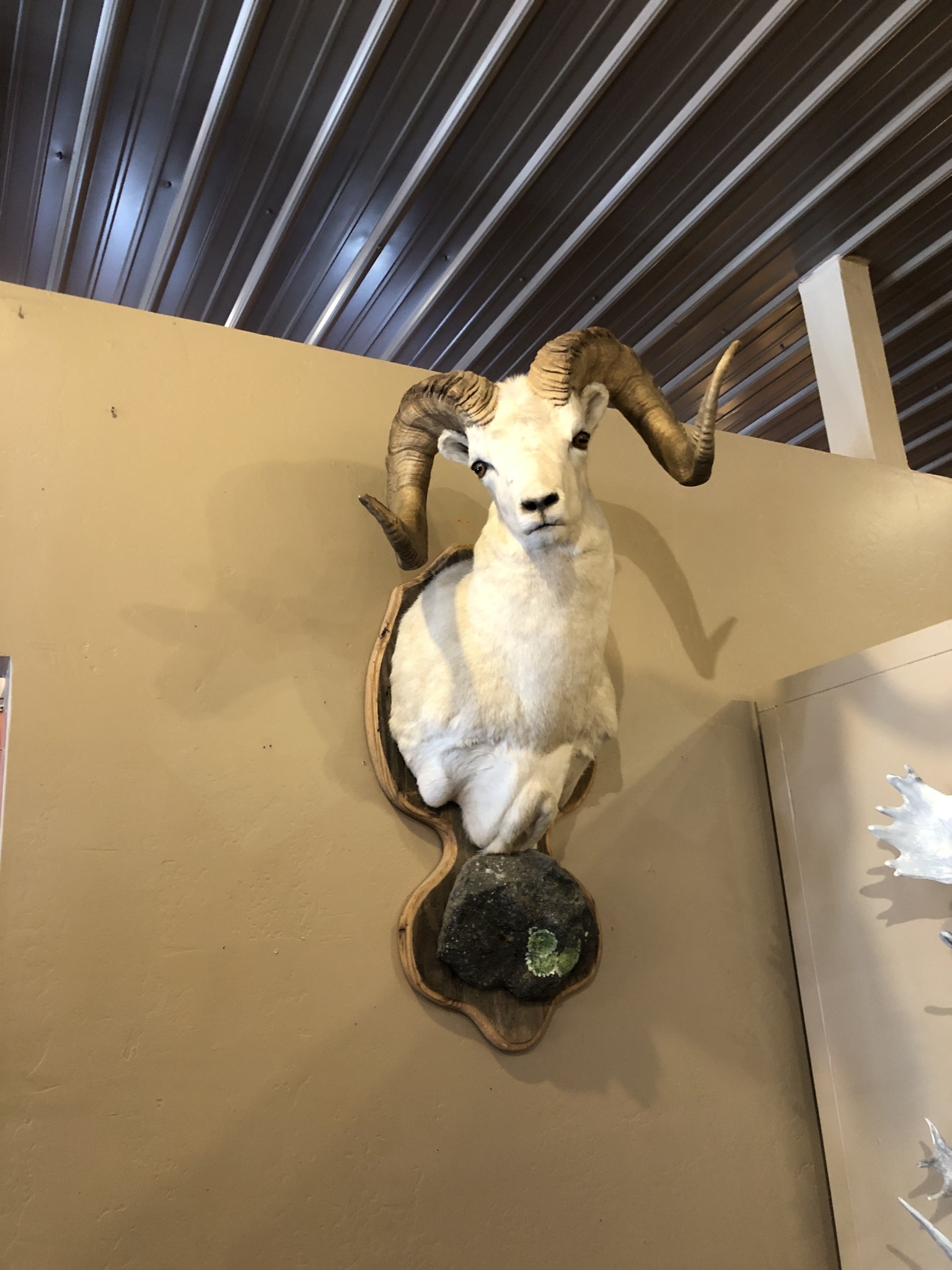 BIG BEAR BBF Dall Sheep Shoulder Mount