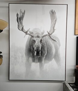 TAC Bull's Gaze (Moose) 37.25 x 49.25